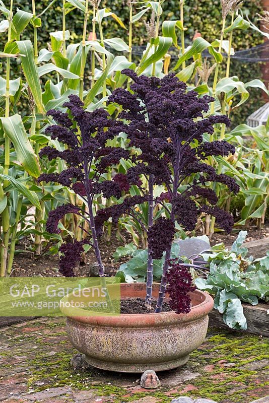Purple curly kale grown in a terracotta pot.