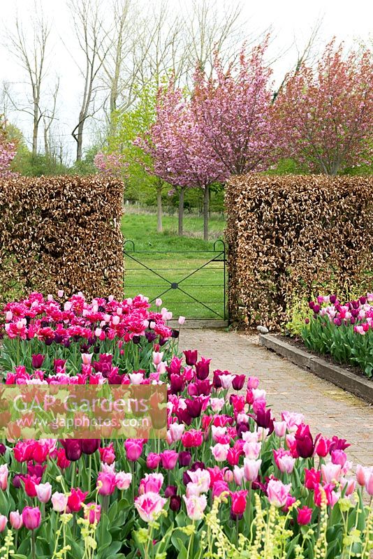 A spring garden with beds of Tulips 'Merlot', Pretty Love', 'Huis Ten Bosch' and 'Mistress Gray'. Behind, a beech hedge and flowering cherries, Prunus 'Kanzan'.