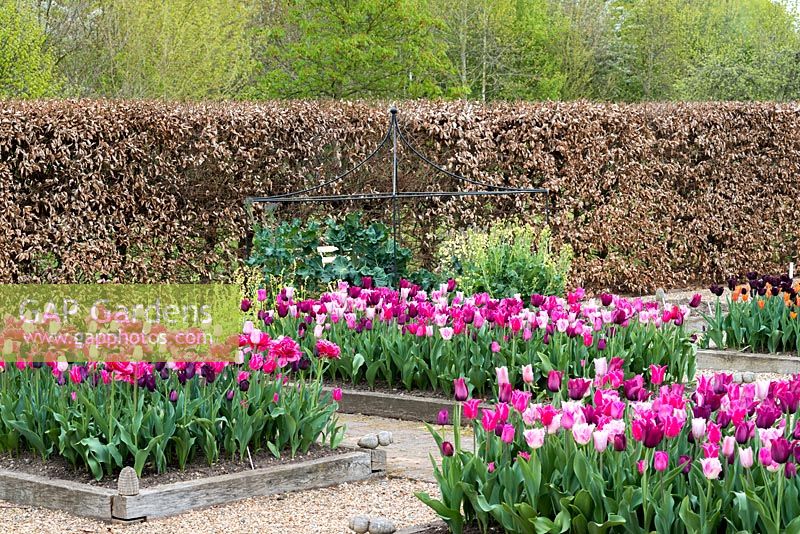 A spring garden with beds of Tulips 'Merlot', Pretty Love', 'Huis Ten Bosch' and 'Mistress Gray'. Another bed is planted with 'Chato', Rosalie', 'Recreado', Paul Scherer', Burgundy' and 'Pretty Love'.