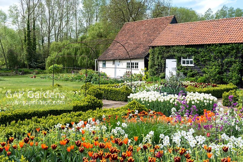 A formal spring garden with box edged beds filled with tulips around a central island bed with Tulipa 'Angel's Wish'.