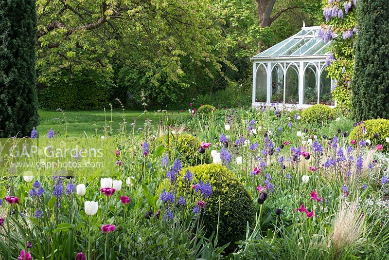 A spring border with Tulips, Camassia, Stipa tenuissima, box balls and yew columns beside a conservatory.