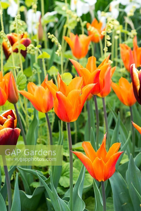 A hot spring combination of Tulip 'Abu Hassan' and 'Ballerina'.