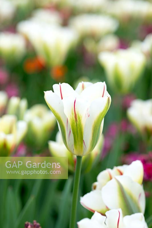 Tulipa 'Flaming Spring Green', an early viridiflora tulip - April.