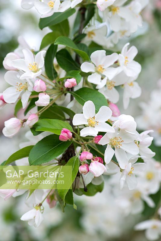 Malus x robusta 'Red Sentinel', a crab apple with white spring flowers.