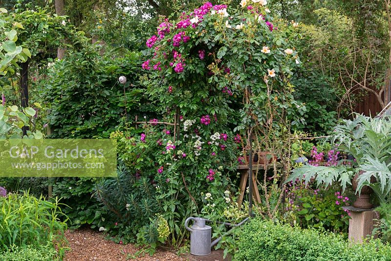 An arch bearing Rosa 'Bleu Magenta', with red Campion, Valerian and Euphorbia growing at its base.