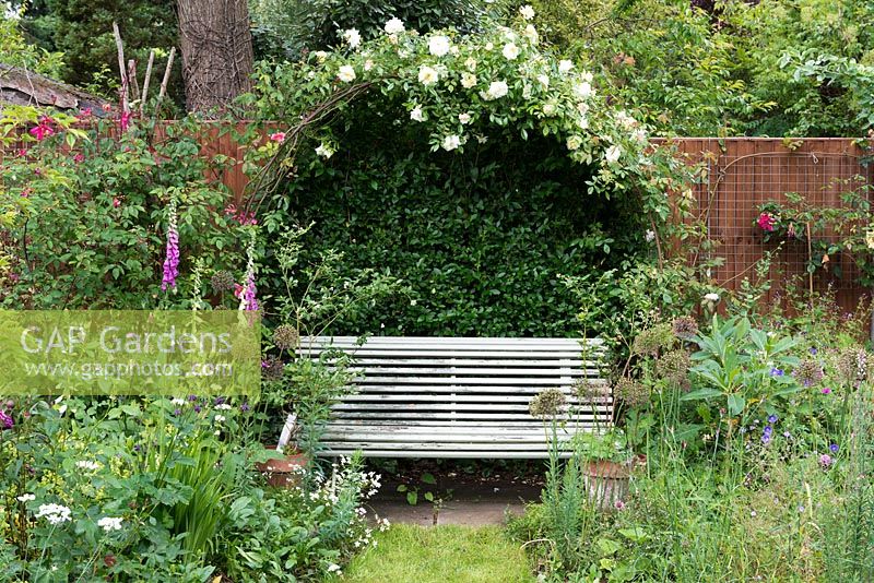 Climbing rose trained over a metal arbour above an old wooden bench, flanked by borders of Foxgloves, Allium and hardy Geranium.