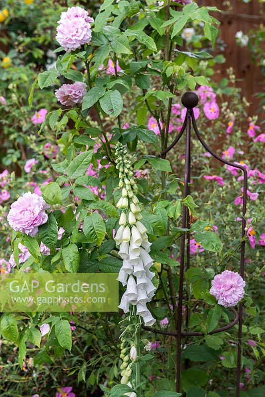 Rosa 'Jacques Cartier' trained onto a metal obelisk, beside white foxgloves and pink cistus.