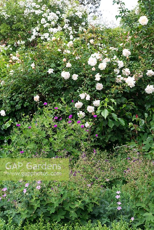 Rosa 'Dundee Rambler', a rambling rose with small white flowers