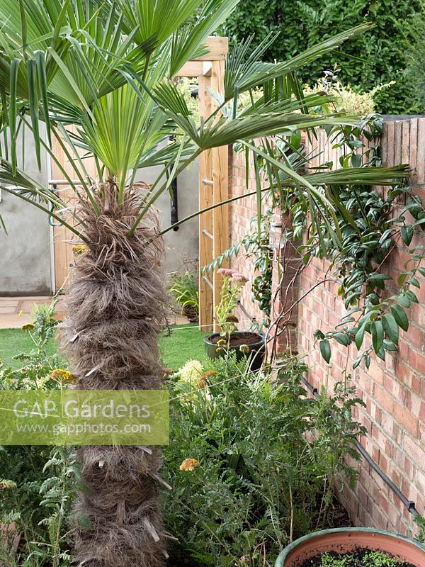 Trachycarpus fortunei a large statement plant in a small garden