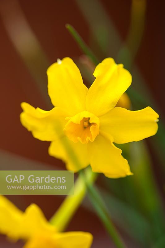 Daffodil - Narcissus jonquilla bulb, spring, February