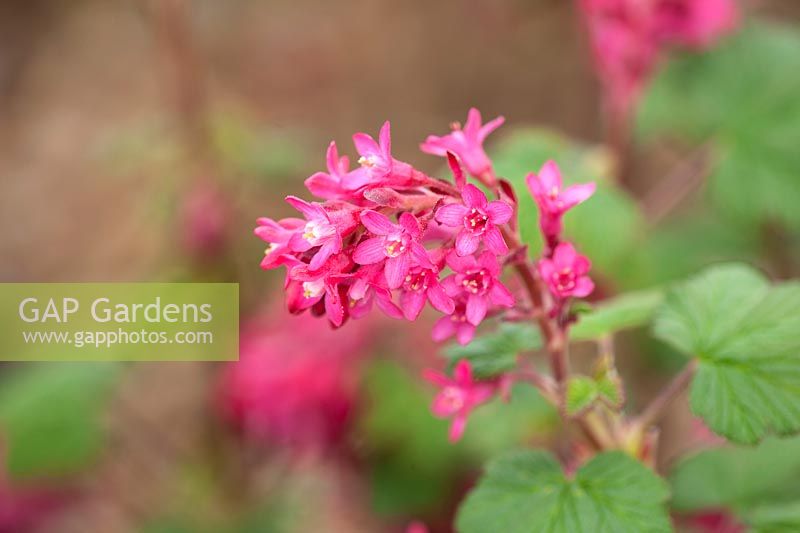 Close up on the flower of Ribes sanguineum 'Red Bross'.