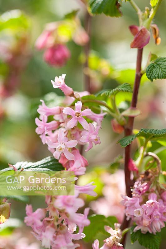 The flowers of Ribes sanguineum 'Poky's Pink'.