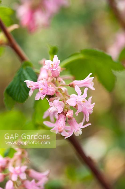 The flower of Ribes sanguineum 'Poky's Pink'.