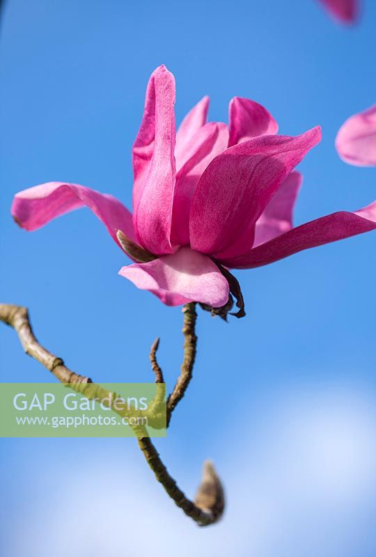 Close up of a flower of Magnolia campbellii 'Queen Caroline'.
