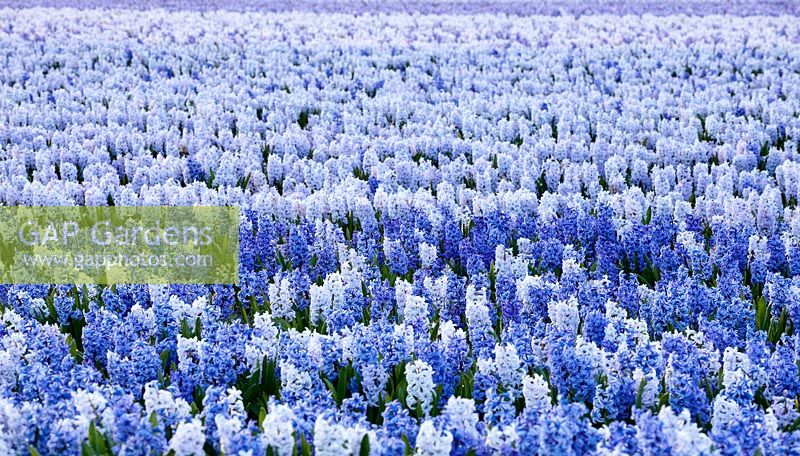 A field of blue Hyacinth -The Netherlands 