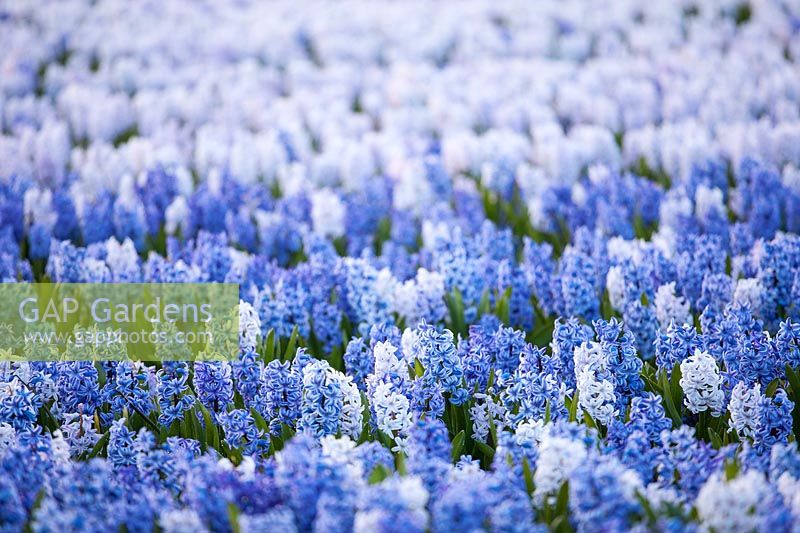 A field of blue Hyacinth -The Netherlands