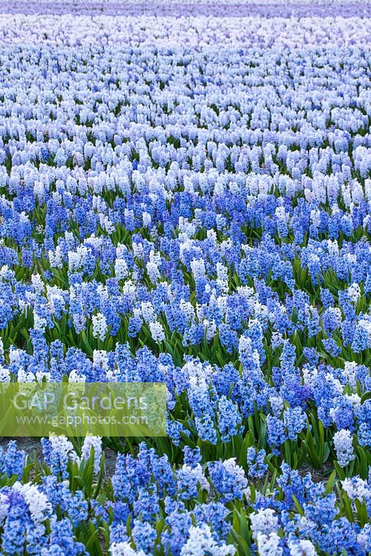 A field of blue Hyacinth -The Netherlands. 
