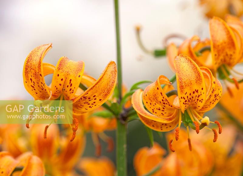 Martagon lily  - Lilium brocade, May.