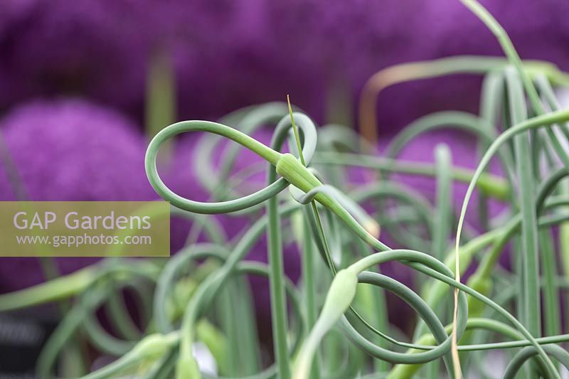 Allium sativum var ophioscorodon, RHS Chelsea 2016, May.