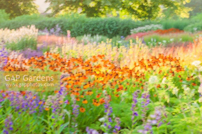 Artistic image of Heleniums in border, August.