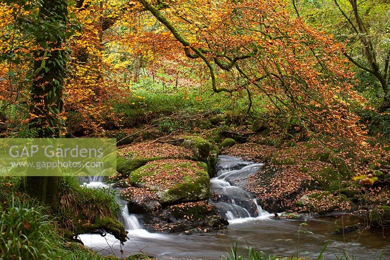 An autumnal scene of trees overlooking a rocky stream and flowing waterfalls. 