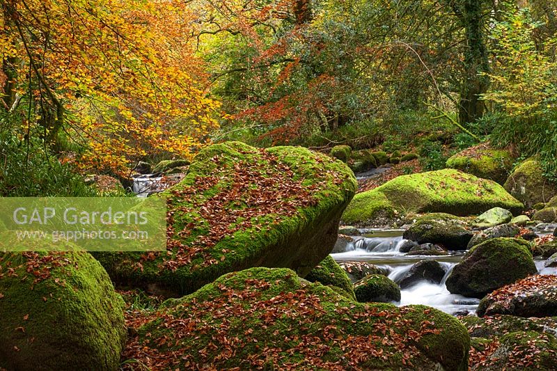 Mossy boulders overlook a rocky stream, surrounded by autumnal woodland. 