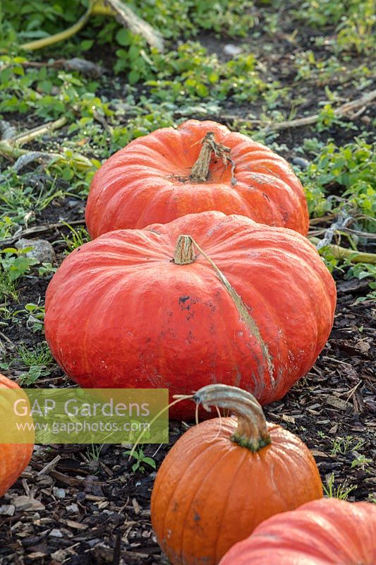 Pumpkin rouge vif d'etampes - Cucurbita, October. 