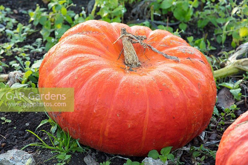 Pumpkin rouge vif d'etampes, October. 