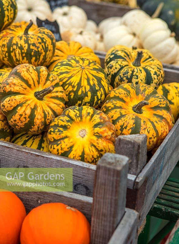 Organic 'Harlequin' squashes for sale