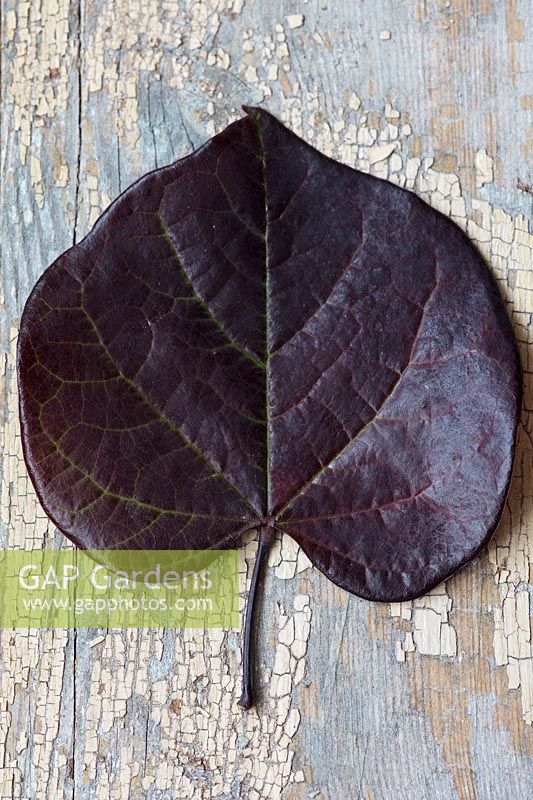 Cercis canadensis 'Ruby Falls' leaf