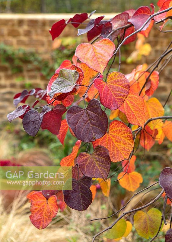 Cercis canadensis 'Ruby Falls' in October