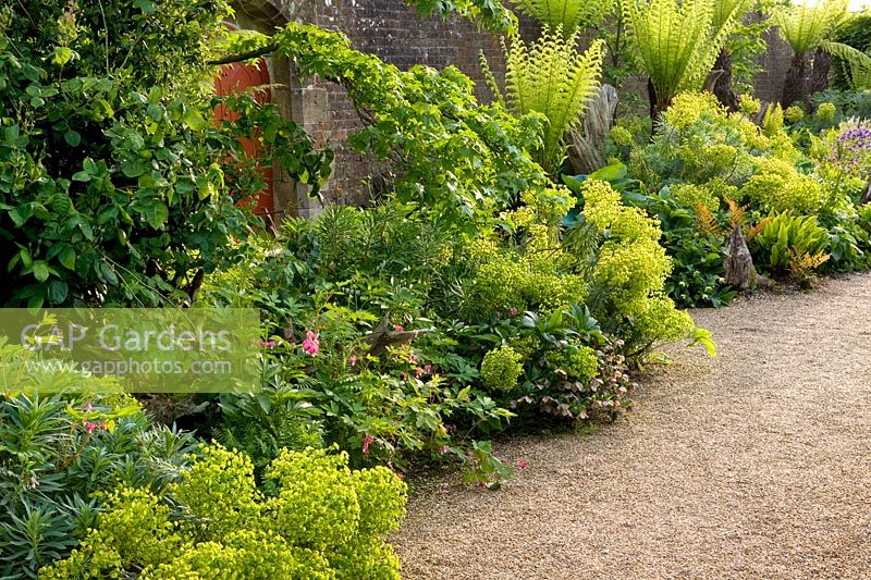 Euphorbias along the wall, The Stumpery, The Collector Earls garden, Arundel Castle, West Sussex, May
