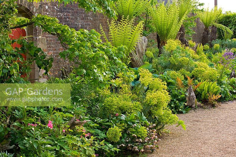 A late spring, walled border featuring tree ferns and Euphorbia in the Collector Earls Garden: The Stumpery, Arundel Castle, West Sussex 


