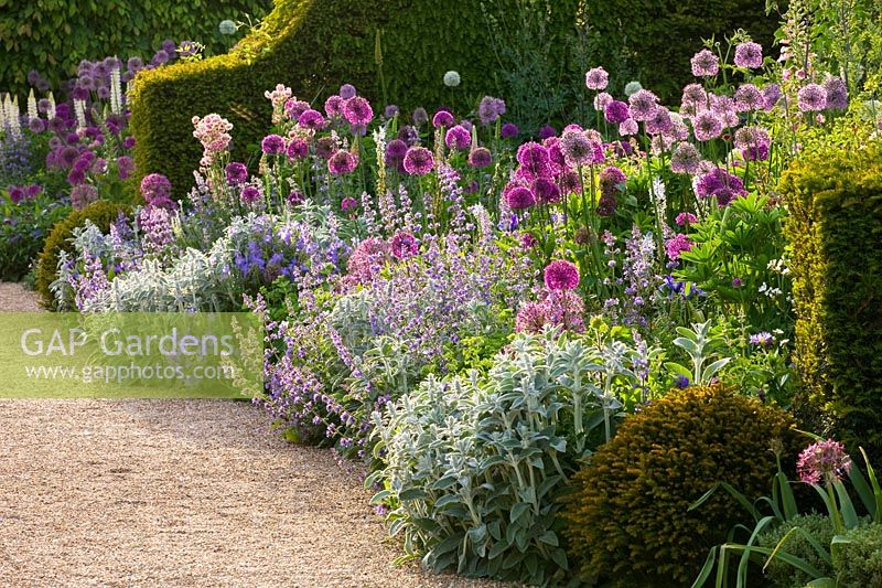 Border with Allium 'Purple sensation' and A 'Gladiator' and Yew hedges, The Collector Earls garden, Arundel Castle, West Sussex, May