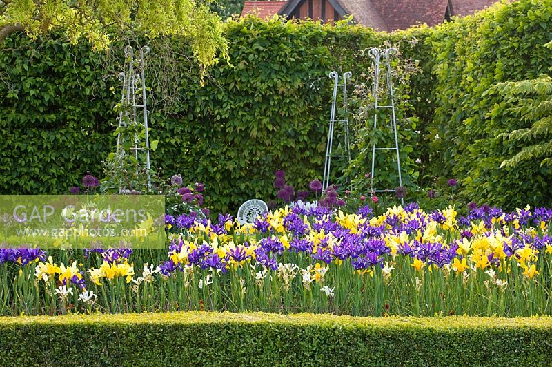A border of Iris at Arundel Castle Gardens, West Sussex.
