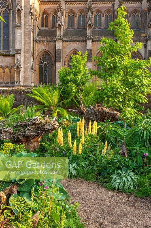 Border in The Stumpery with Dicksonia antarctica, Echiums and Lupins - Arundel Castle, West Sussex, May
