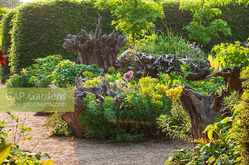 Mixed gravel garden with Euphorbia, Alliums and tree stumps at The Stumpery, Arundel Castle Gardens, West Sussex