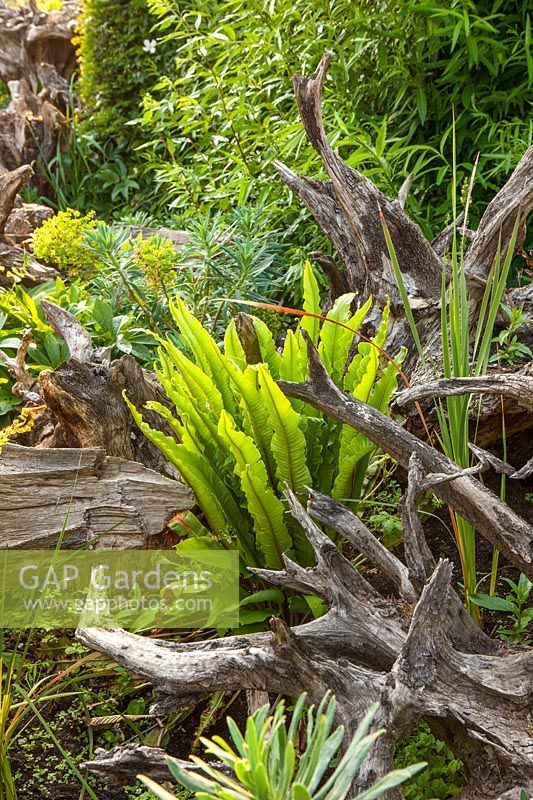 Ferns in The Stumpery - Arundel Castle, West Sussex, May
