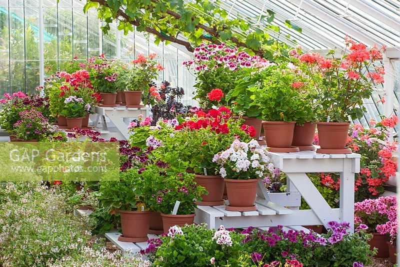 Greenhouse with display of Geraniums and Pelargoniums on stands and Vitis - Grape vine behind - Arundel Castle, West Sussex, June
