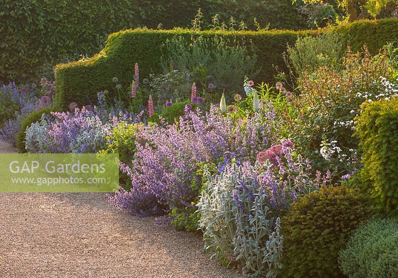 Borders of Nepeta 'Six Hills giant' and Alliums with Yew hedging - Arundel Castle, West Sussex, June
