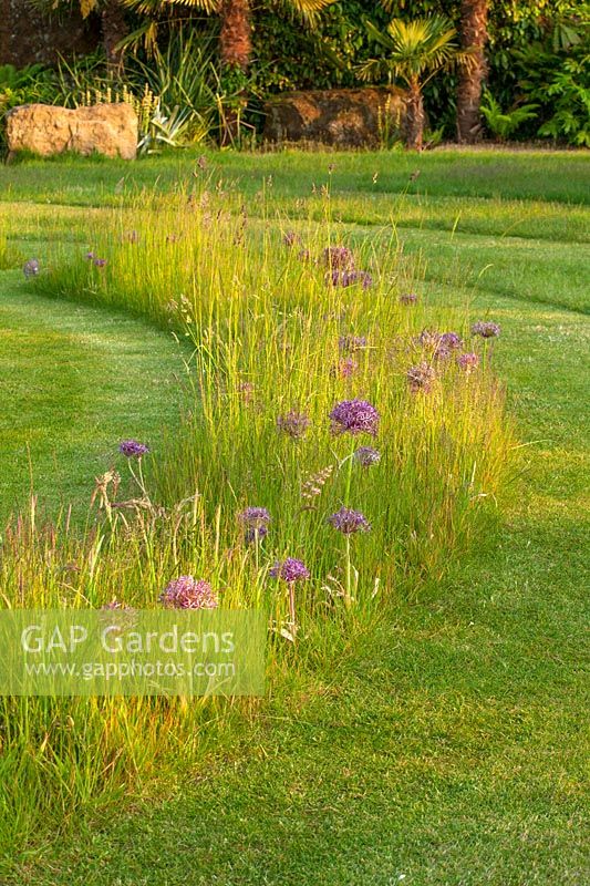 Lawn with meadow of grasses and Allium christophii - Collector earl's garden, Arundel Castle, West Sussex
