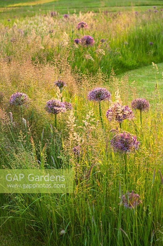 Lawn with meadow of grasses and Allium christophii - Collector earl's garden, Arundel Castle, West Sussex
