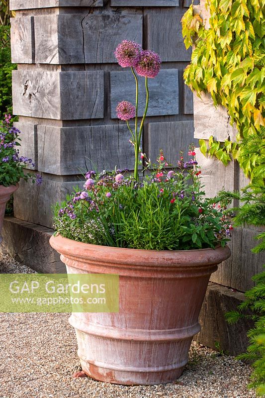 Terracotta pot with Alliums - Collector Earl's garden designed by Julian and Isabel Bannerman - Arundel Castle, West Sussex