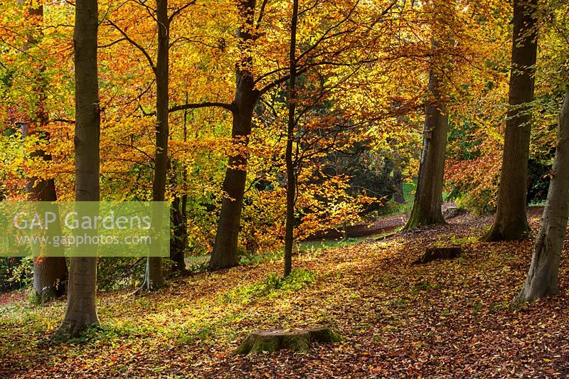 A view of an autumn woodland clearing with tree trunks and fallen leaves.