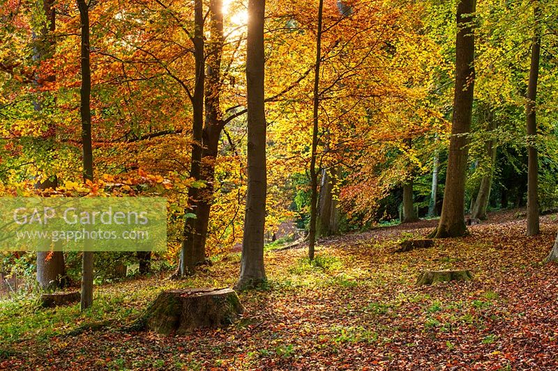 A view of an autumn woodland clearing with tree trunks and fallen leaves.
