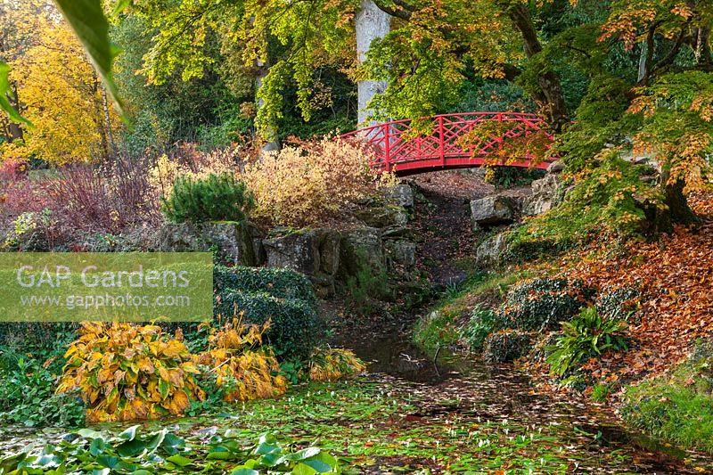 A red Chinese bridge over a pond with waterlilies surrounded by trees and shrubs and autumn colour. 