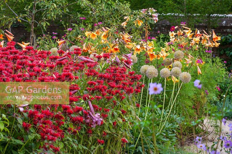 Summer flowering borders including Monarda, Lilium and Allium at Belmont House Sussex. 