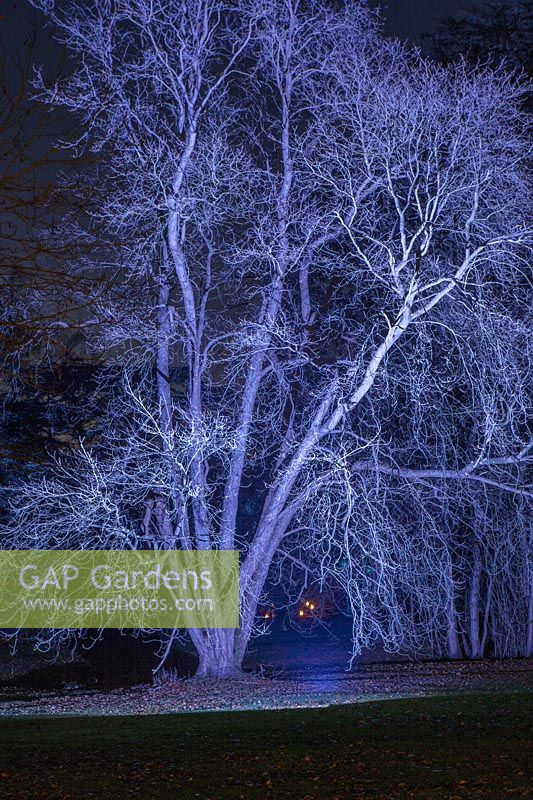 Tree lit at night, Blenheim Palace, Oxfordshire, November.