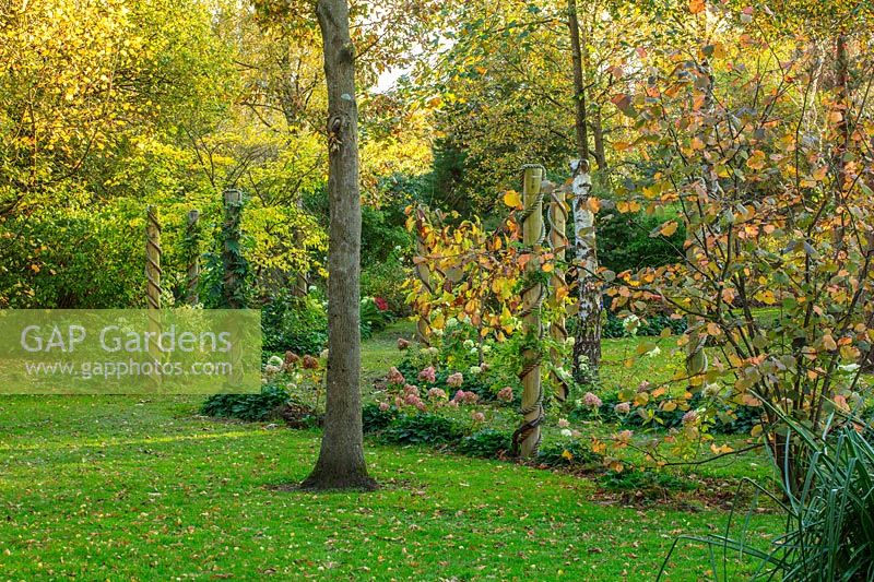 Autumn trees and lawn in arboretum and nursery, Derbyshire, October. 