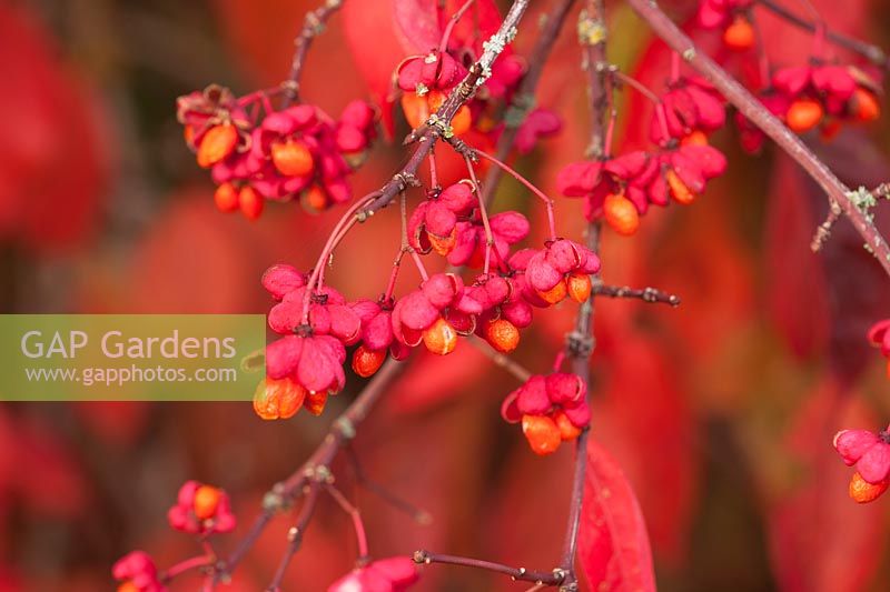 Euonymus europeus 'Red cascade' at Borde hill garden, West Sussex, October.